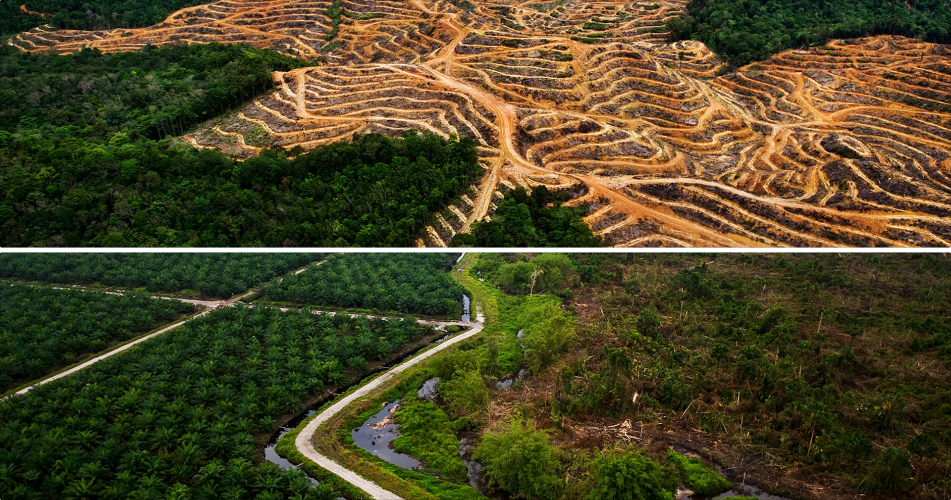 Palm oil plantation in Borneo.